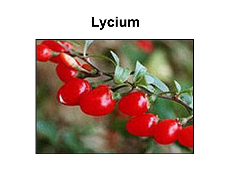 Lycium